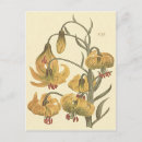 Search for orange lily postcards Botanical