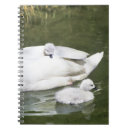 Search for adult notebooks Fauna