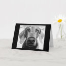 Search for retired veterinarian cards Dog groomer
