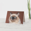 Search for siamese cats cards Feline