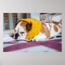 Search for getty posters Dogs
