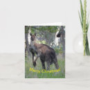 Search for kangaroo christmas cards Wildlife