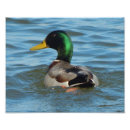 Search for duck art Male mallard duck