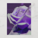 Search for flower petals postcards Elegant