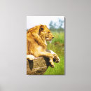 Search for lion portrait canvas prints Outdoors