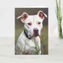 Search for pitbull birthday cards Pet