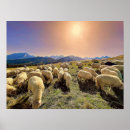 Search for sheep art posters Meadow