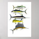 Search for gamefish Sailfish