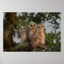 Search for wetland posters Tree