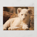 Search for cubs postcards Lions