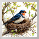 Search for swallows posters Wildlife