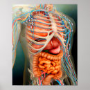 Search for organ system posters Lung