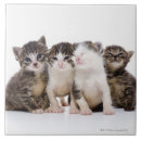 Search for four animals tiles Cute