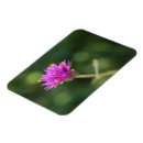 Search for floral magnets Nature