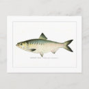 Search for shad Angling