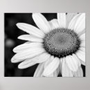 Search for vibrant photography Close up