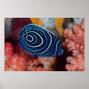 Search for emperor posters Coral