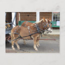 Search for mule postcards Farm