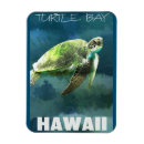 Search for sea turtle magnets Tropical