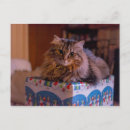 Search for cat in box cards Kitties