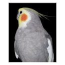 Search for cockatiel art Animals