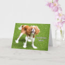 Search for feel better cards Animal
