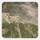 Search for peeking stickers Wildlife