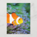 Search for sea side postcards Outdoors
