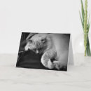 Search for ragdoll cat cards Pet