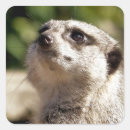 Search for meerkat stickers Wildlife