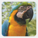 Search for blue and gold macaw stickers Nature
