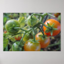 Search for ripe vegetables posters Fruit