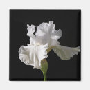 Search for white iris magnets Blossom