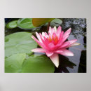 Search for lillies posters Pink
