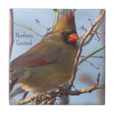 Search for photo of a cardinal Photography