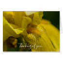 Search for bearded iris cards Floral