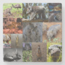 Search for koala barware Australian