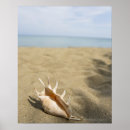 Search for pictures of seashells posters Nature