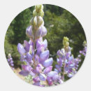 Search for lupine flower stickers Nature