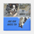 Search for collie magnets Fun