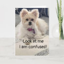 Search for boys 16th birthday cards Dog