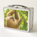 Search for sloth lunch boxes Wildlife