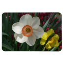 Search for spring daffodils magnets Nature