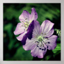 Search for geranium posters Floral