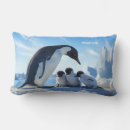 Search for penguin cushions Nature