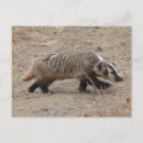 Search for badgers postcards Wildlife