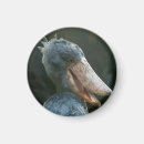 Search for beak round magnets Nature