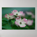 Search for dogwoods posters Blossom