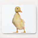 Search for 1 year old electronics Birds around the world