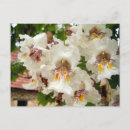 Search for flowering tree postcards Nature